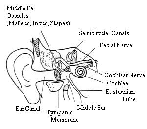 ear stenosis